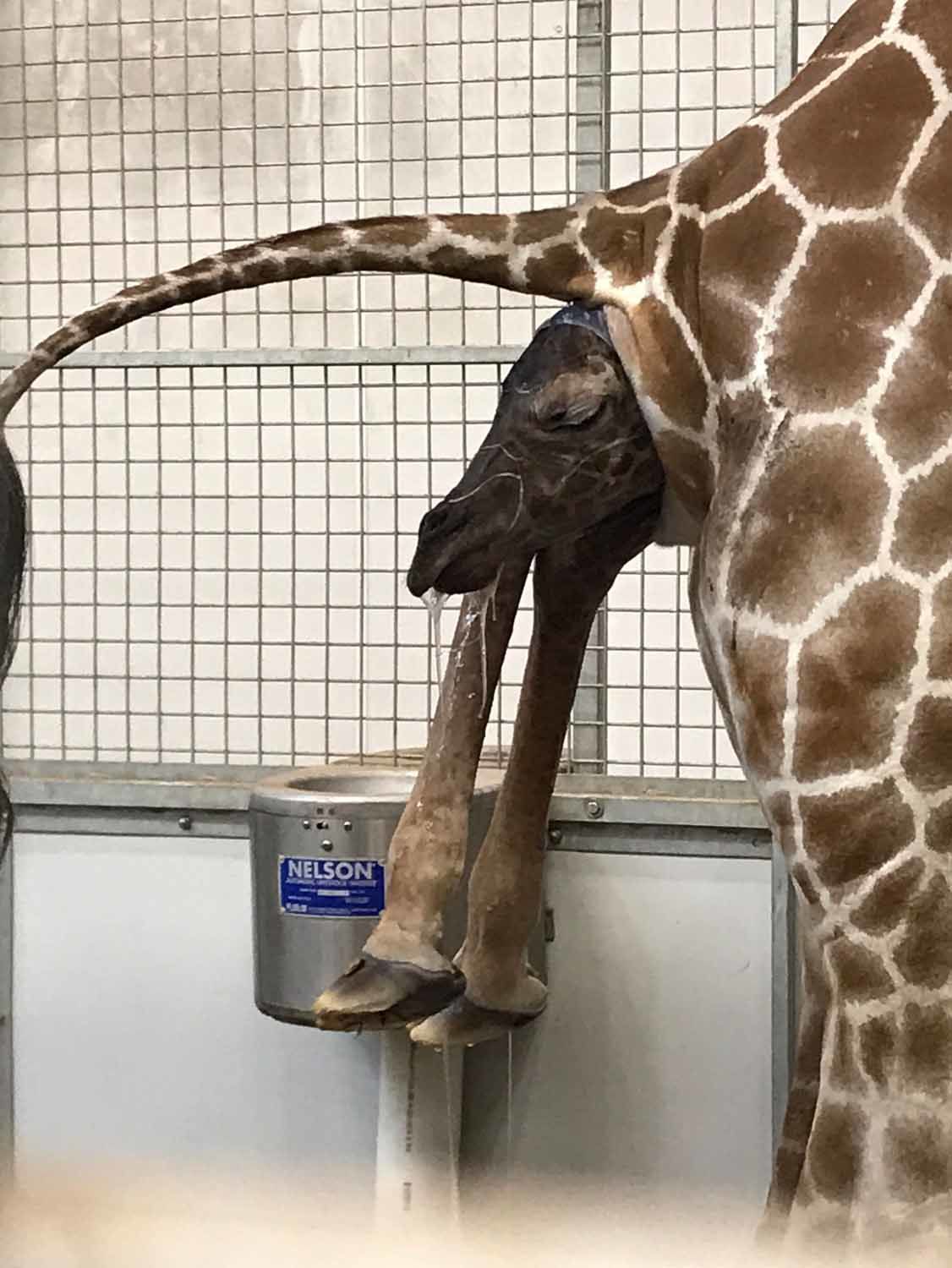 Giraffe